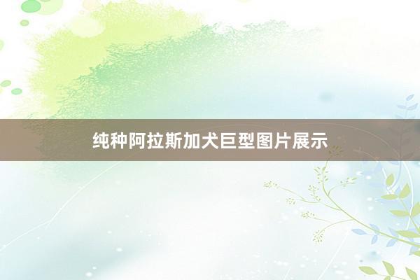纯种阿拉斯加犬巨型图片展示