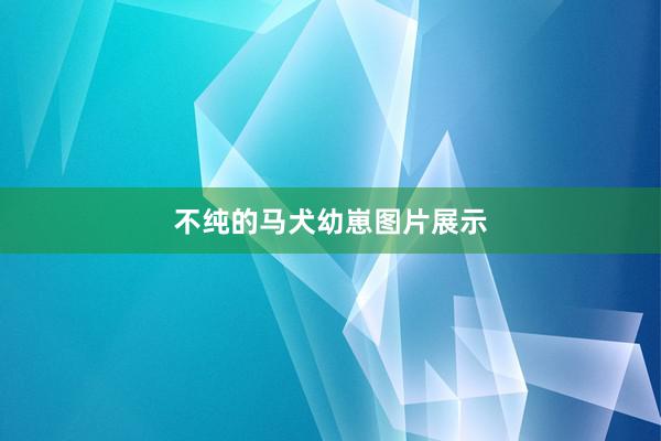 不纯的马犬幼崽图片展示